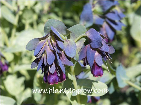 The glaucous foliage, purple flowers and blue bracts combine for a very interesting plant.